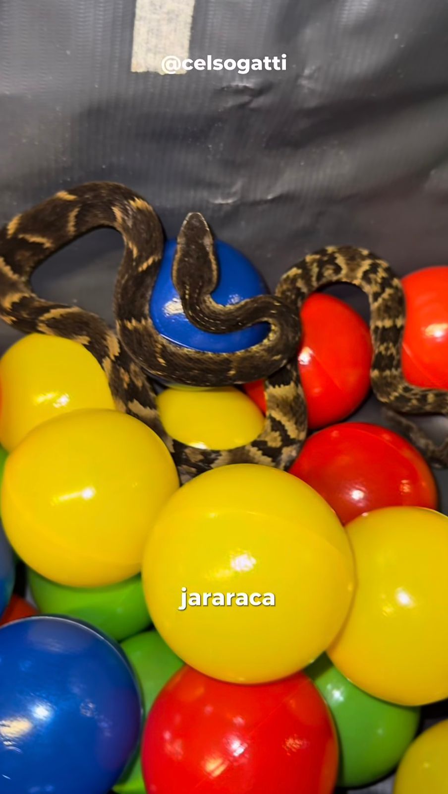 Jararaca é encontrada dentro de piscina de bolinhas em restaurante