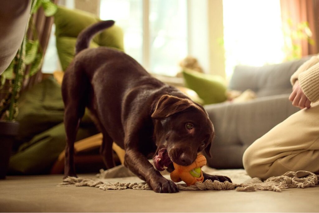 Entenda os riscos do tártaro para a saúde de cães e gatos