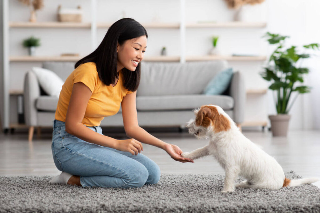 7 dicas para gastar a energia do cachorro dentro de casa