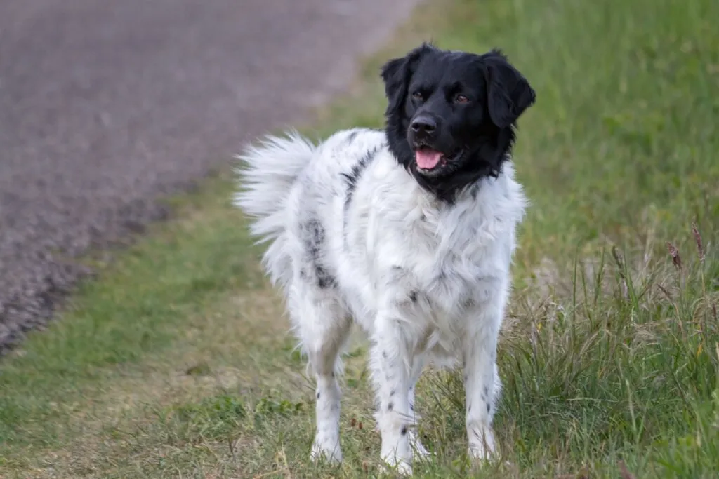Stabyhoun: conheça as características do cachorro dessa raça