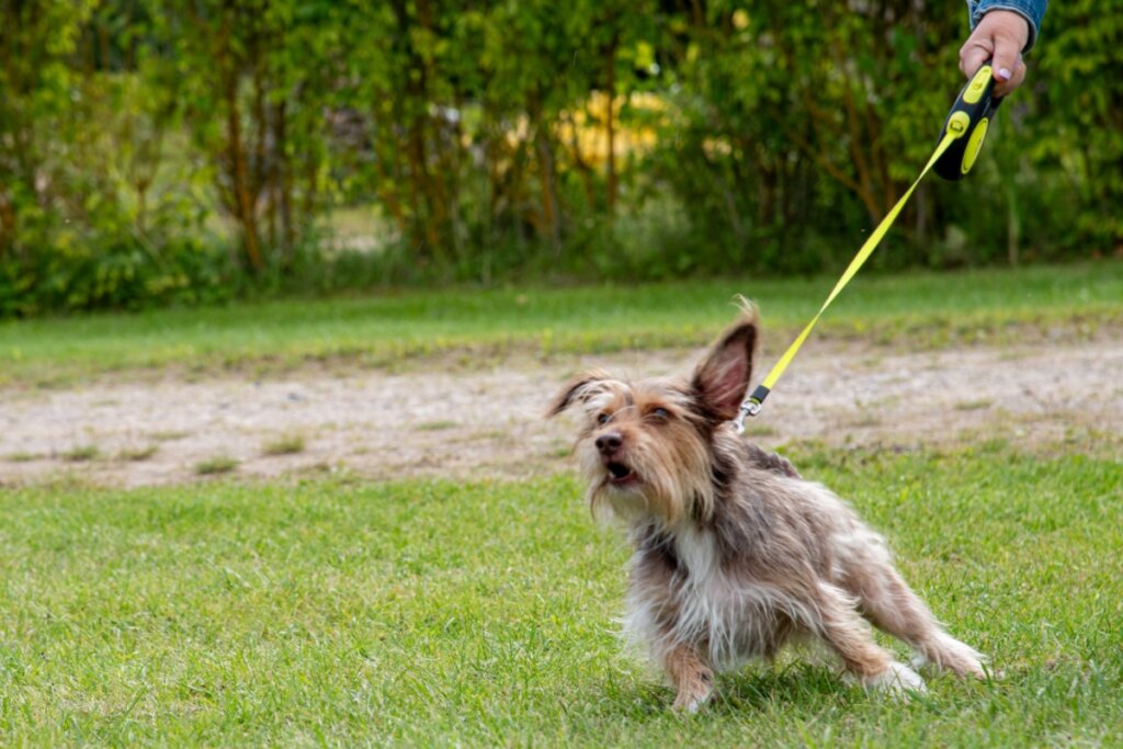 Cachorro não quer passear: veja as causas e o que fazer 