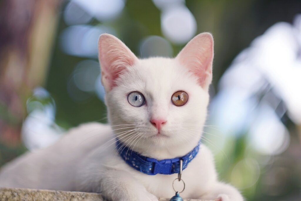 Gato da raça khao manee deitado usando uma coleira azul