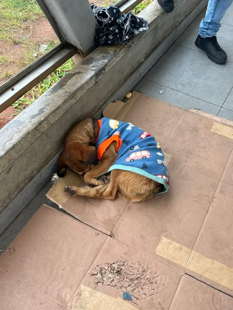 Grupo de voluntários se uniu para ajudar cães que vivem nas proximidades da Estação Suzano | Foto: Acervo pessoal