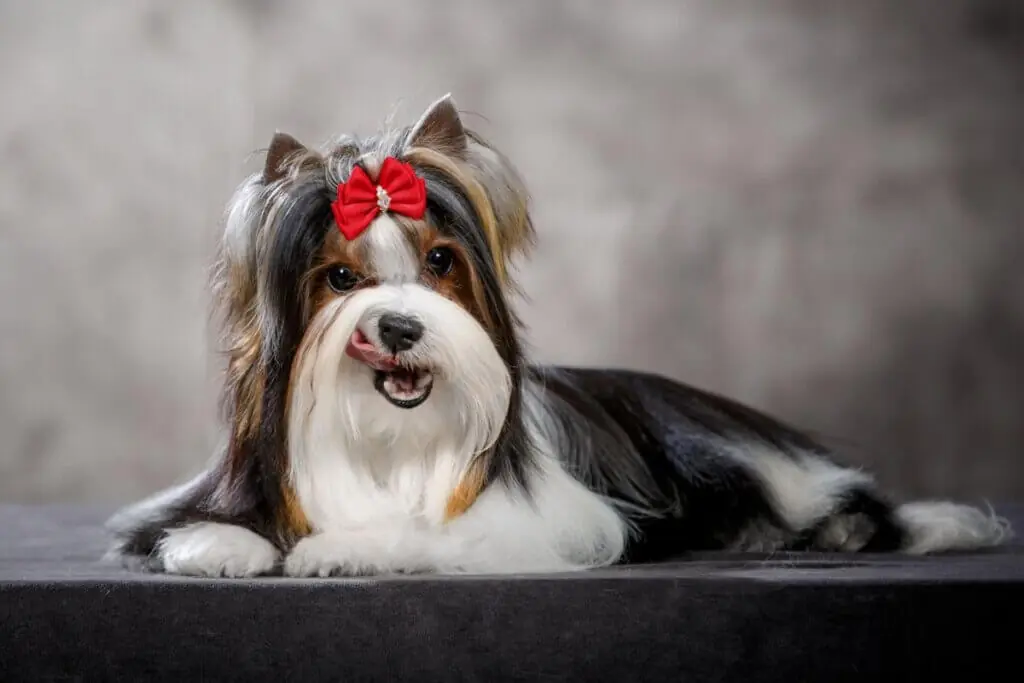 Cadela biewer terrier, com pelagem longa,  deitada e com laço vermelho na cabeça
