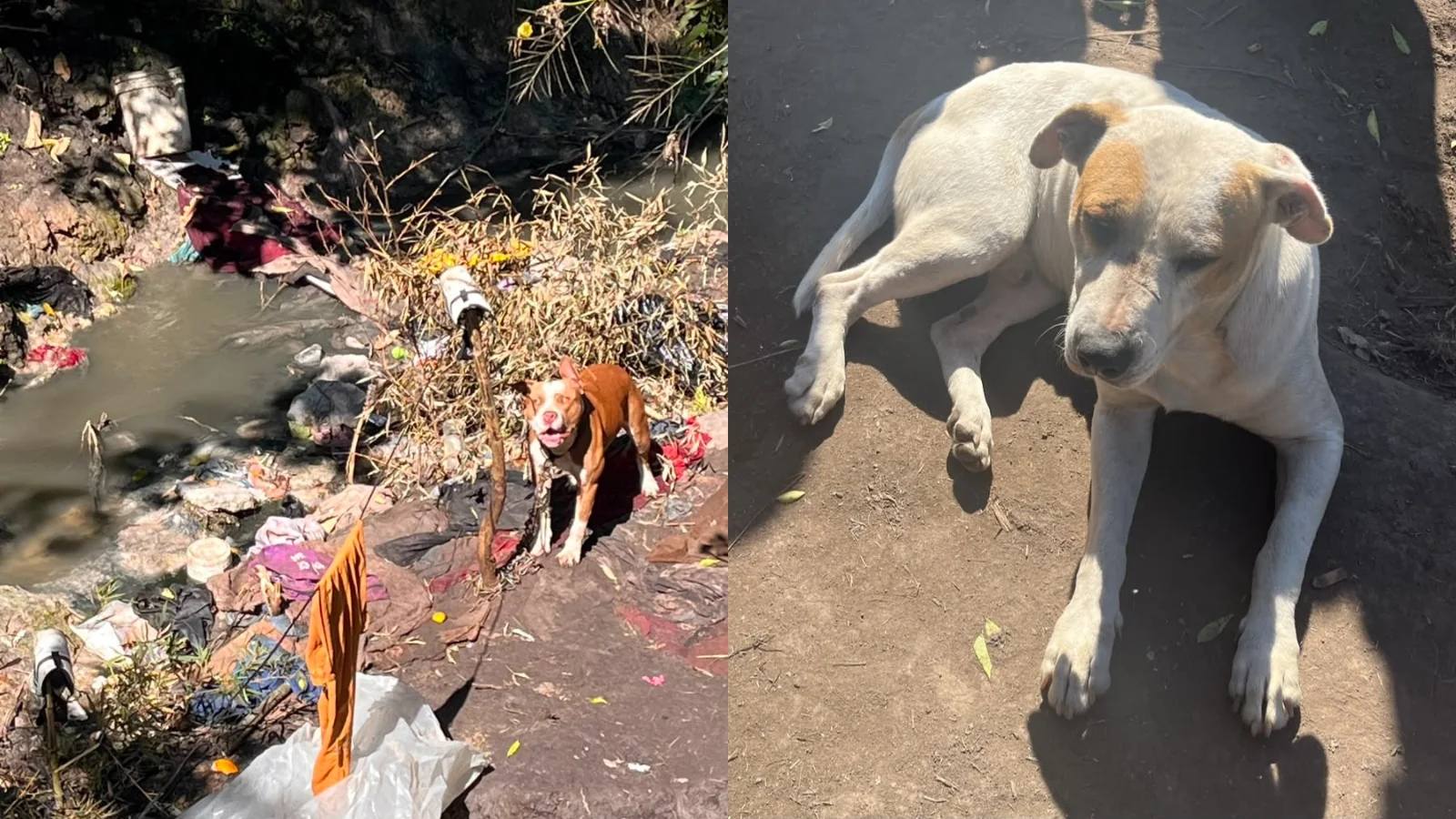 Cães vítimas de maus-tratos são resgatados no Jardim Dona Benta, em Suzano