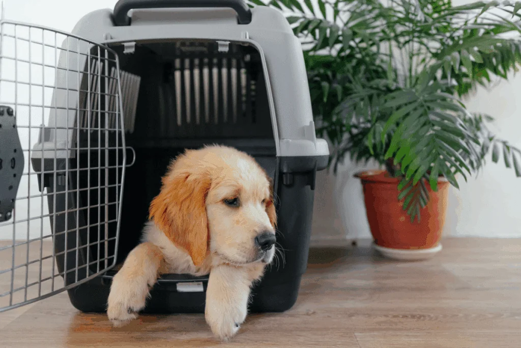 Férias com pets: 6 dicas para preparar o seu cão para viajar com segurança 