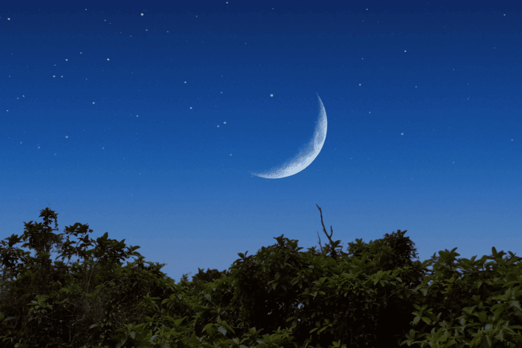 Imagem da Lua Minguante amanhecendo o dia e com árvores