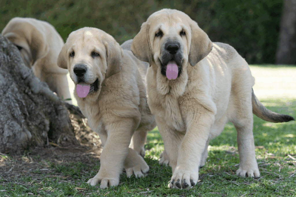 Mastim espanhol: conheça as características do cachorro dessa raça