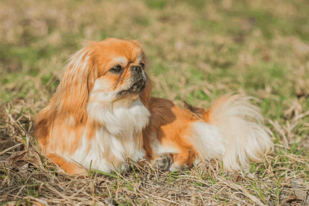 Cachorro pequeno com pelagem marrom e branca deitado em gramado no parque