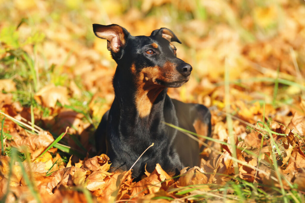 Pinscher preto deitado em folhas secas