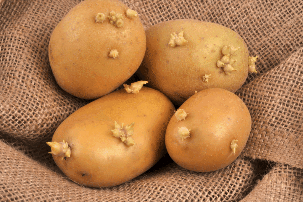 Batatas germinadas são seguras para consumo? Veja quais cuidados tomar com os brotos do alimento