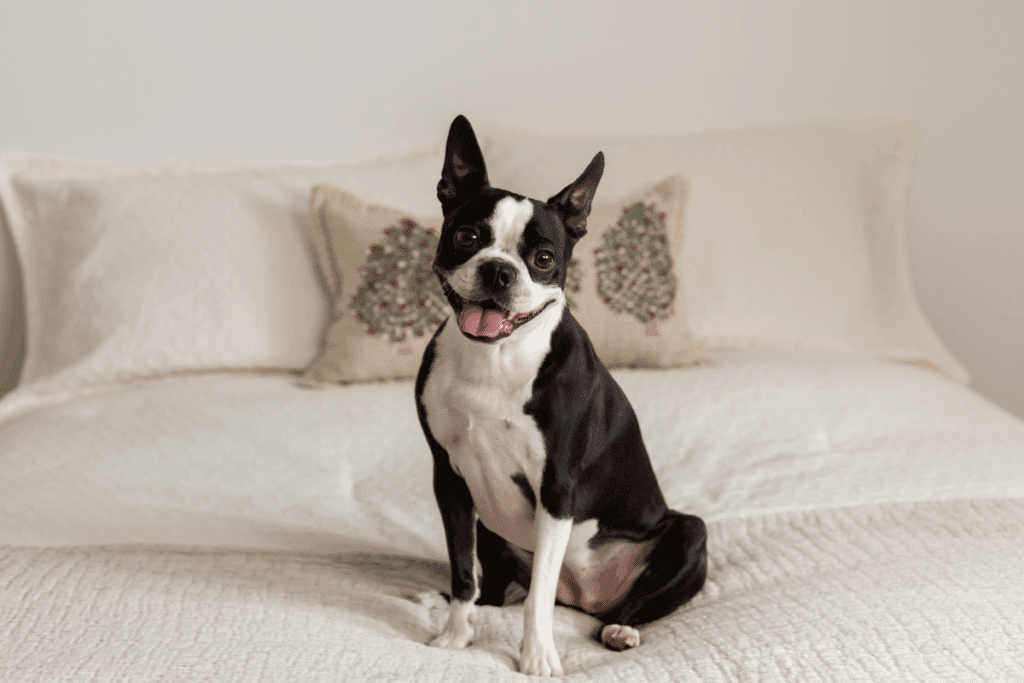 Cachorros estadunidenses: 5 raças originárias dos Estados Unidos 