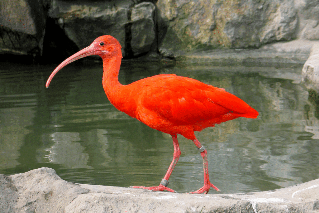 Guará de plumagem inteiramente vermelha-alaranjada e bico longo curvo para baixo, em pé na borda de um lago.