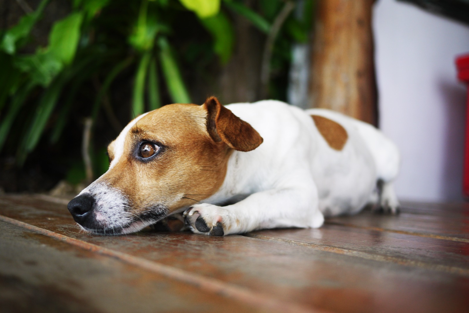 Seu pet sofre quando fica sozinho? Veterinária explica sinais e como lidar com o problema