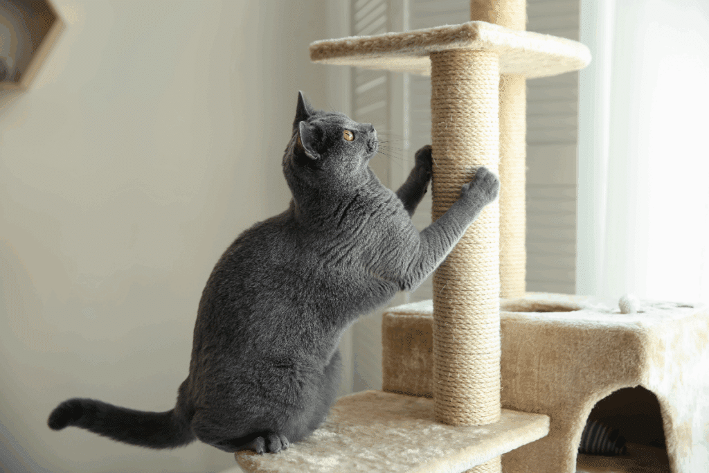 Não é vingança nem manha: 7 comportamentos dos gatos interpretados errados e que podem indicar questões de saúde