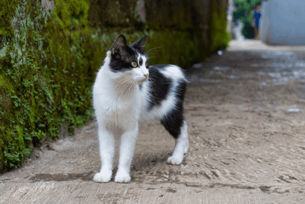 Gatos conseguem ver fantasmas? Conheça essa e outras crendices associadas aos felinos 