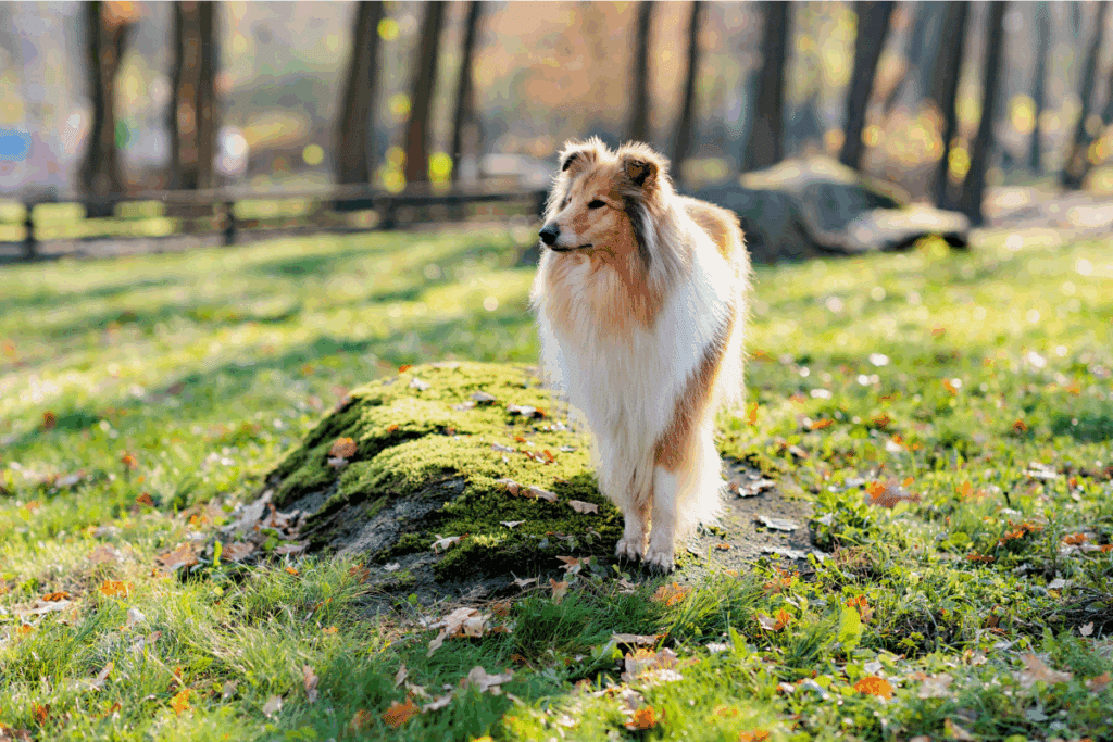 Saga Crepúsculo: veja 10 nomes para cachorro inspirados nos personagens 
