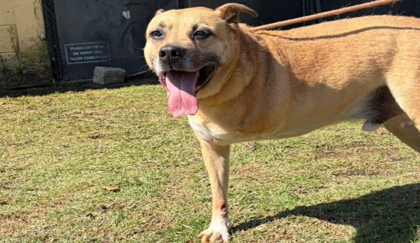 Nubea realiza Feira de Adoção de filhotes e pets com deficiência neste sábado (26), em Mogi das Cruzes