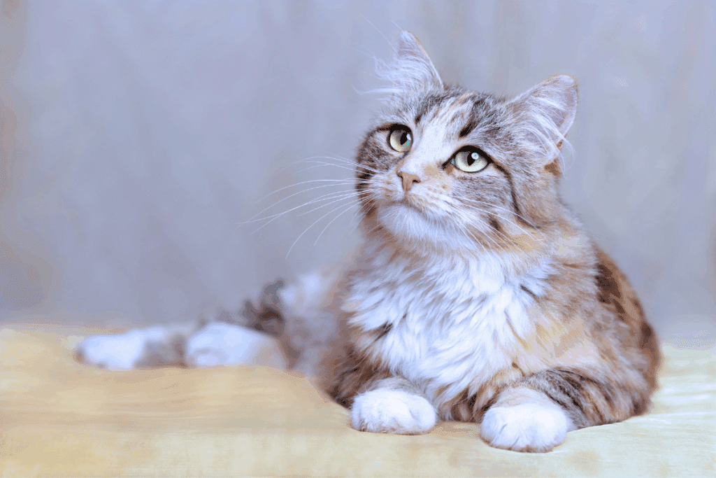 Noé, Davi e Salomão: veja os melhores nomes para gatos inspirados na Bíblia 
