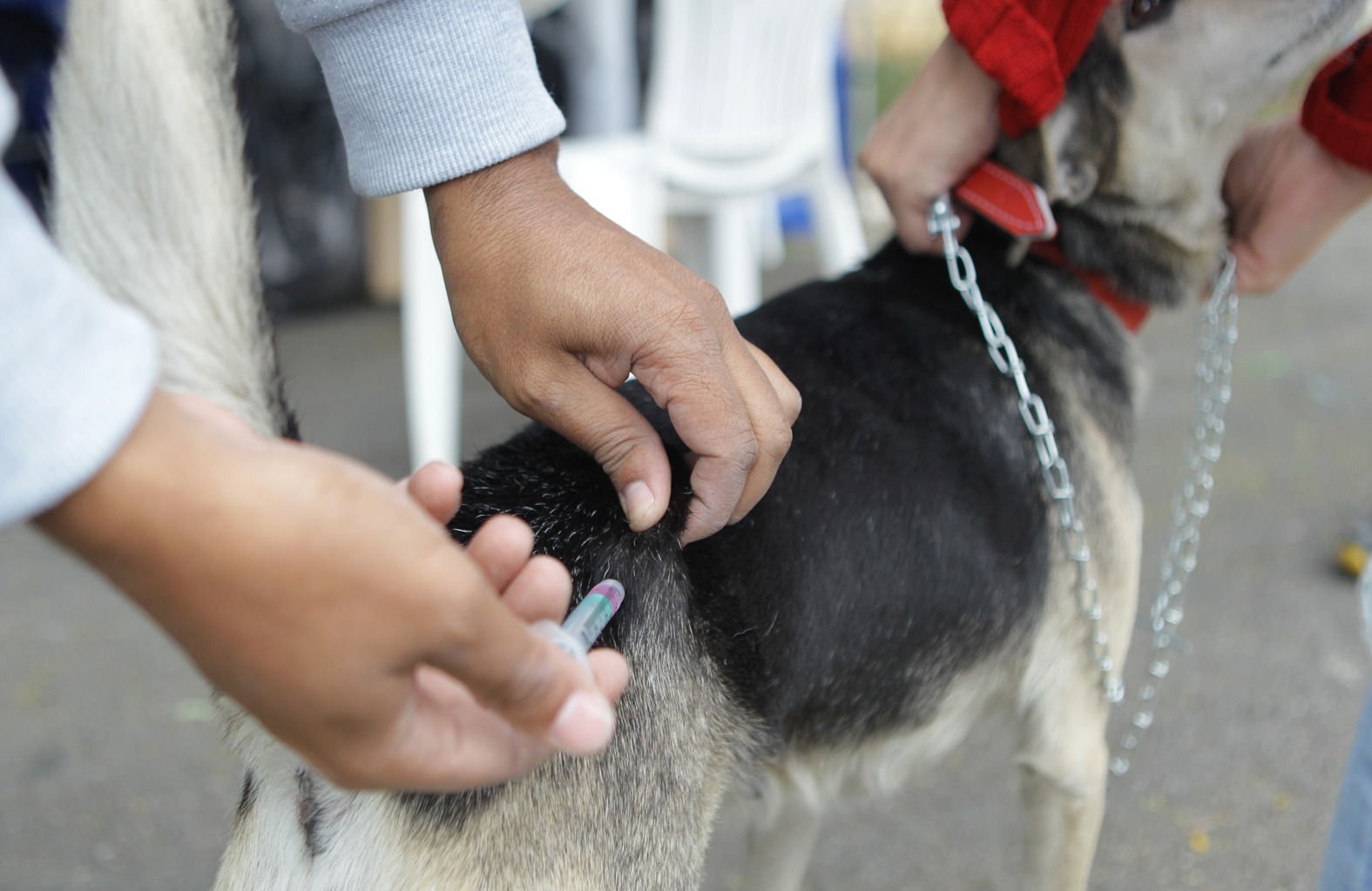 Poá realiza vacinação antirrábica gratuita para cães e gatos neste domingo (20)