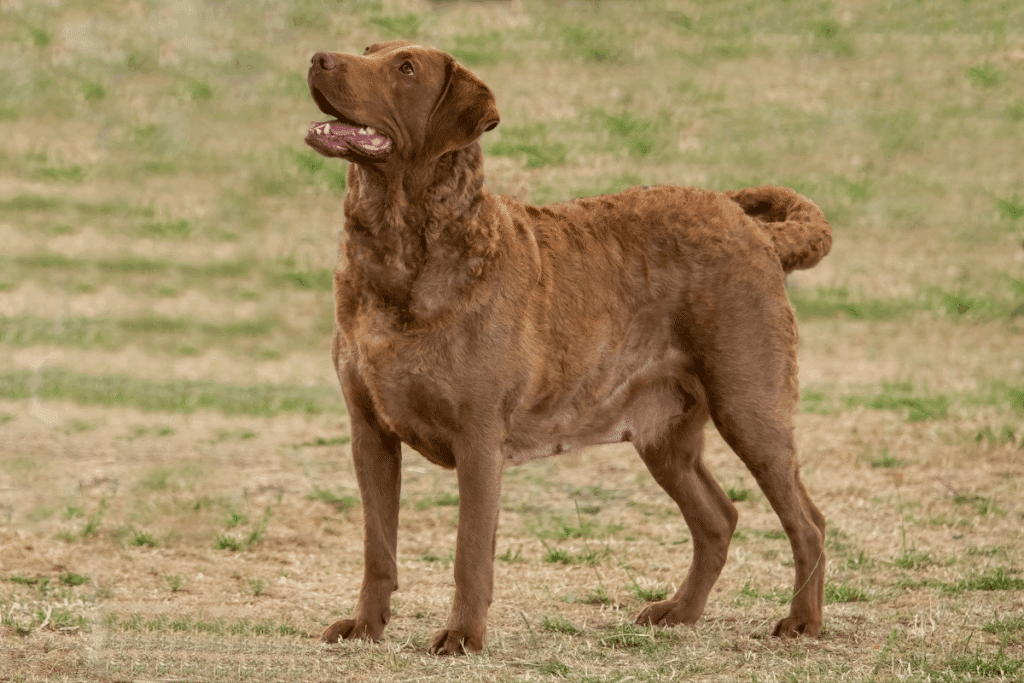 Resistente ao frio e apaixonado por água: conheça o Chesapeake Bay Retriever