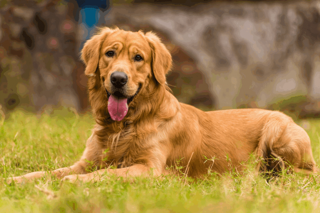 Um cachorro deitado na grama, com pelagem dourada, olhando para a câmera e com a língua para fora.