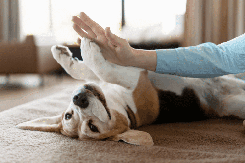 Encostar o focinho na mão e colocar a pata sobre o tutor: veja 6 sinais de que o cachorro quer carinho