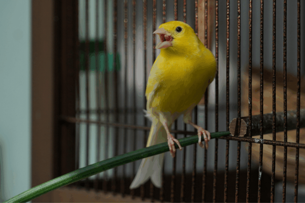Aurora, Kiwi ou Pipoca? Veja nomes fofos e diferentes para escolher para o seu passarinho 