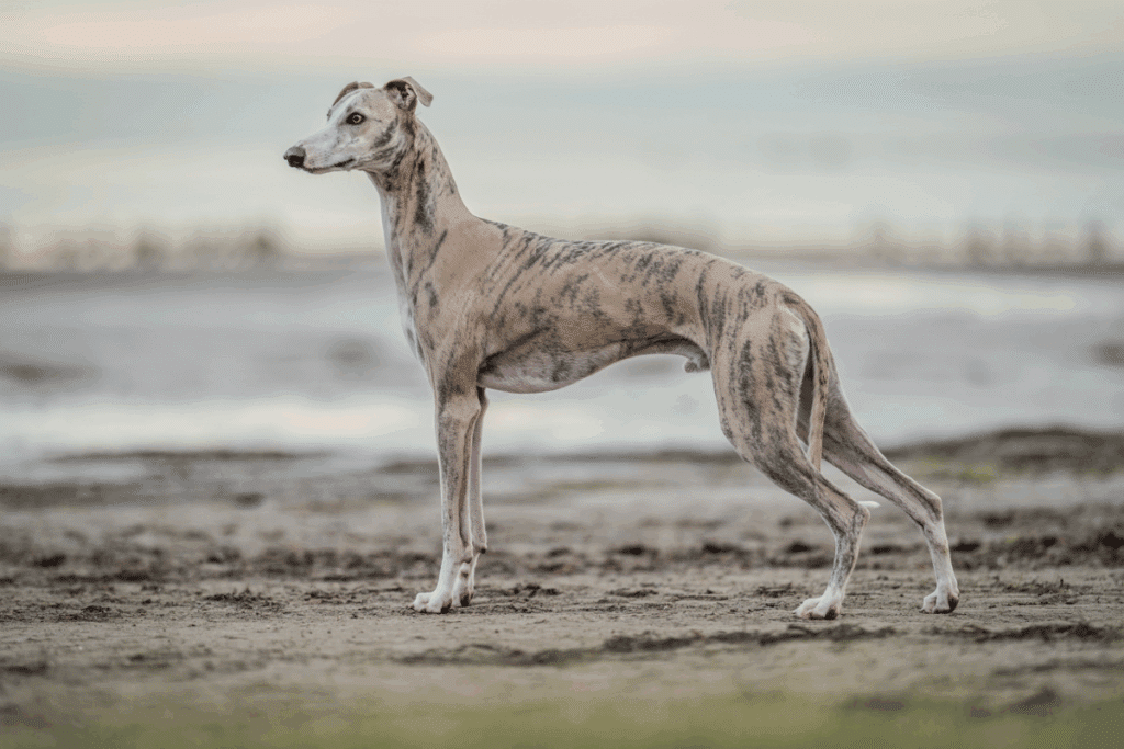 Cão esbelto de pelagem curta tigrada em tons de bege e cinza, em pé de perfil em uma praia de areia clara.