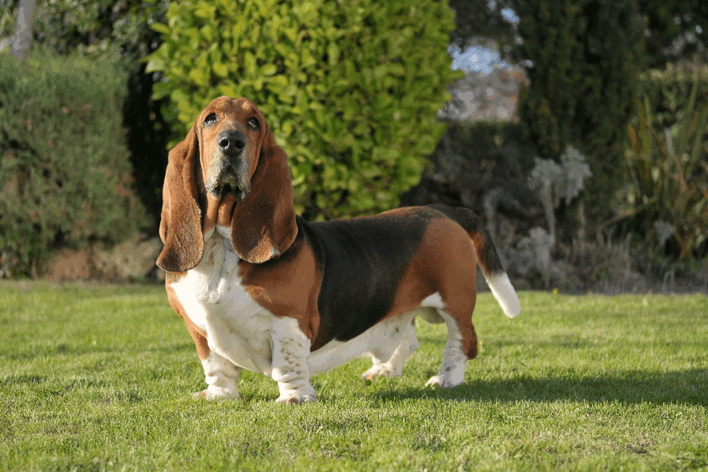 Um cão de corpo alongado, pernas curtas e orelhas muito compridas e caídas. Sua pelagem é tricolor, com áreas pretas, marrons e brancas. Ele está em pé sobre a grama, com o corpo de lado e a cabeça voltada para a câmera. Ao fundo, há vegetação verde e arbustos.