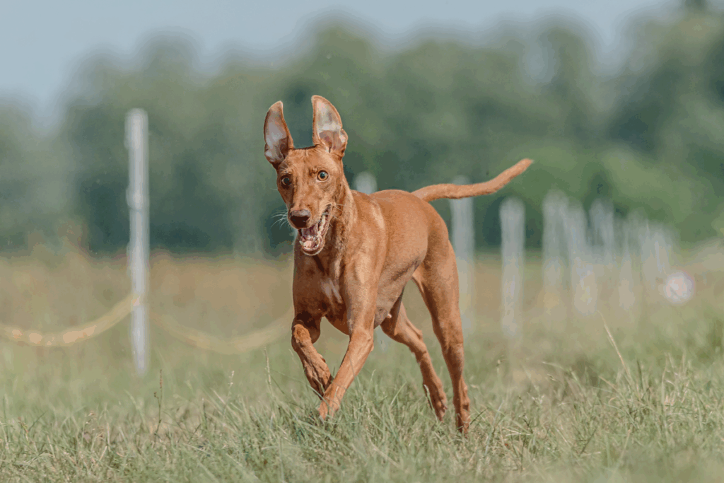 Cirneco do etna: conheça o cachorro italiano de personalidade afetuosa 